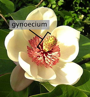 Gynoecium The female organs of a flower