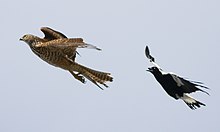 Un Cassican bec grand ouvert volant derrière un rapace, plus gros que lui.