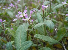 Стригозелла африканская (Strigosella africana)