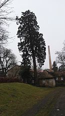 Sequoia selbelang feb2017 - 1.jpg