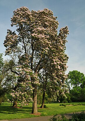 Descripción de la imagen Catalpa de Manchuria en flor.jpg.