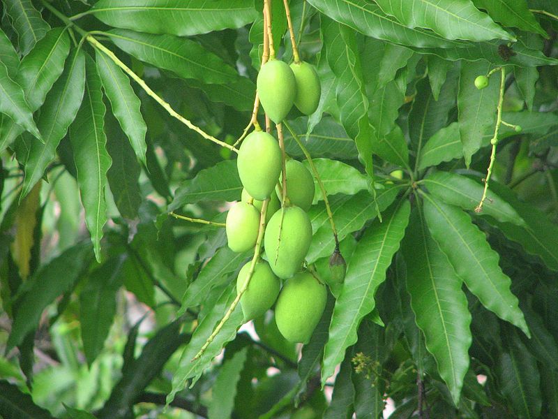 File:Mango season (2368115191).jpg