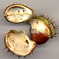 Fruit de marronnier ouvert; les graines avortées sont visibles à l'intérieur des valves