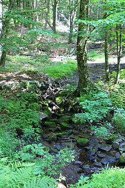 Yukarı akıntıya bakan Marsh Run.JPG