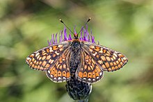 Блатен фритилар (Euphydryas aurinia) мъжки.jpg