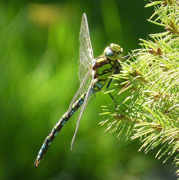 File:Mature male Southern Hawker. Aeshna cyanea (43855986644).jpg