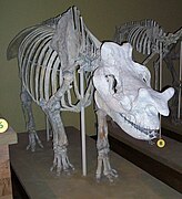 Skeleton of Menodus