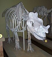 Skeleton of Megacerops in Field Museum of Natural History