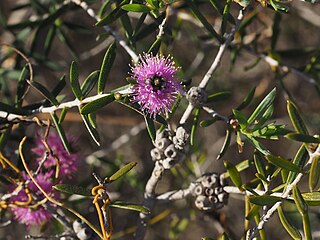 <i>Melaleuca caeca</i> Species of flowering plant