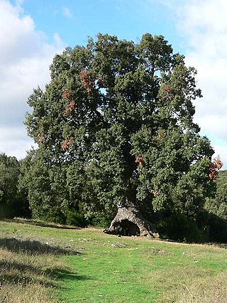 Mendaza - Sœmeanza