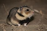 Pienoiskuva sivulle Romanianhamsteri