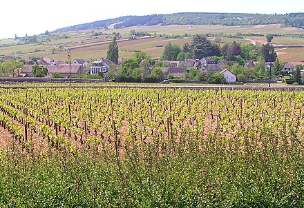 Chardonnay vineyards in the south of Côte de Beaune surrounding the town of Meursault