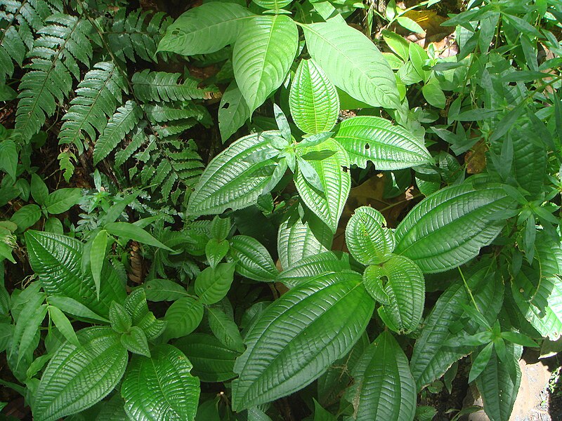 File:Miconia prasina.JPG