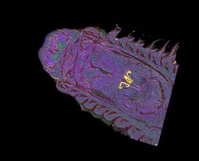 Arquivo: Micro-computador-tomografia-Introduzindo-novas-dimensões-para-taxonomia-ZooKeys-263-001-g002.ogv