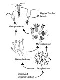 Thumbnail for Microbial loop