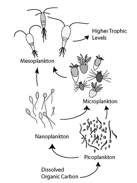 File:Microbial Loop.jpg