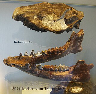 <span class="mw-page-title-main">Microbunodontinae</span> Extinct subfamily of mammals