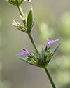 Micromeria myrtifolia (mont Carmel, Israël)