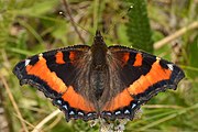 Adult, dorsal view.