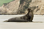 Seekor anjing laut gajah utara jantan dewasa di Pantai Negara Point Reyes, California