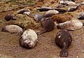 Éléphant De Mer Du Sud: Description physique, Populations, Comportement