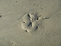 Mitchelville Beach Park 021008 Sand Dollar.jpg