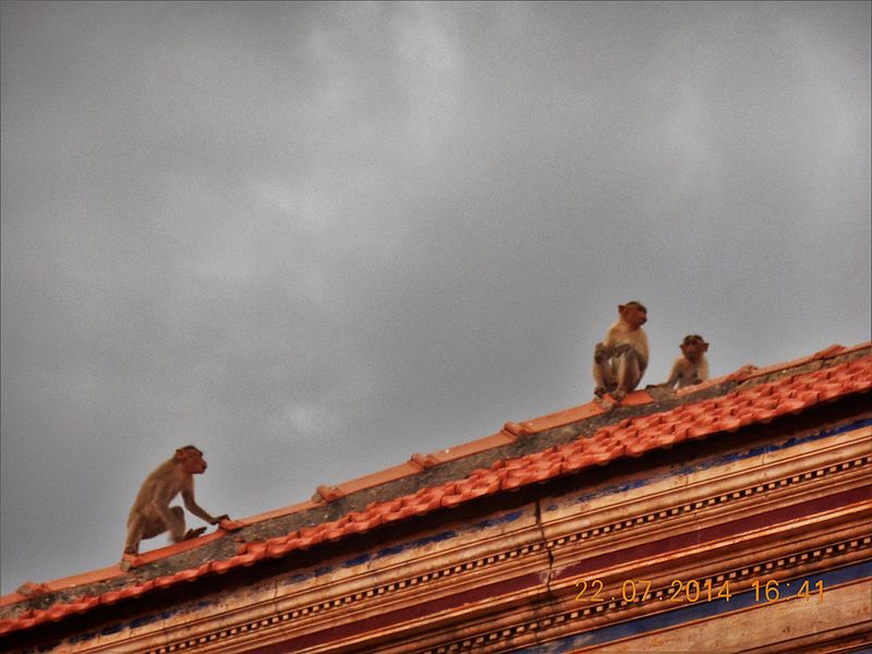 File:Monkeys on the roof.jpg