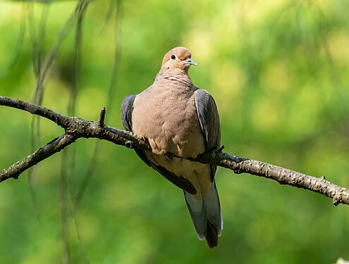 Mourning dove in Prospect Park