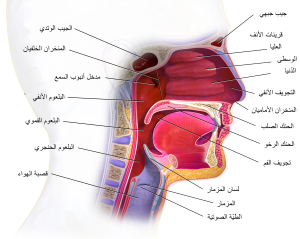 Mouth and pharynx-ar.svg