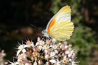 <i>Mylothris</i> Butterfly genus in family Pieridae