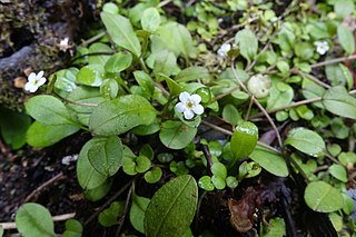 <i>Myosotis tenericaulis</i> Species of flowering plant