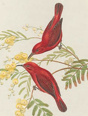 A Myzomela cruentata - Új-Guinea madarai (vágott) .jpg képének leírása.