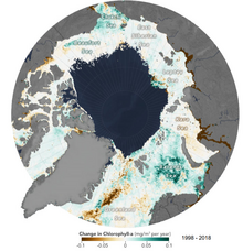 The observed increase in phytoplankton biomass in the Arctic since 1998 NASA Arctic chlorophyll increase.png