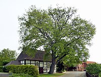 Chapel oak in Weetzen