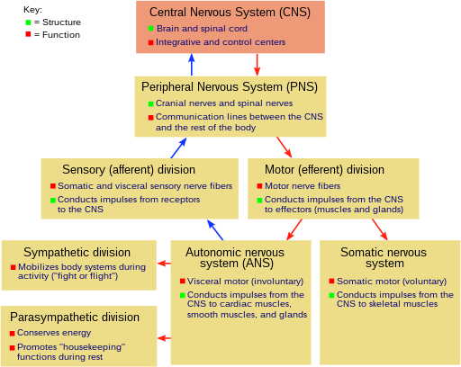 The Nervous and Endocrine Systems – Psychology