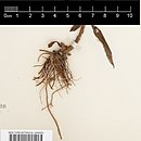 Root sistem dari Symphyotrichum lateriflorum tanaman dengan rimpang, sekitar 3 sentimeter dengan lebar sekitar 25 sampai 30 akar kecil yang mendukung satu batang. Akar terpanjang adalah sekitar 8 sentimeter.