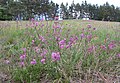 Čeština: Smolnička obecná (Lychnis viscarua) v přírodní památce Na horách nedaleko Křešína u Jinců, okres Příbram English: Lychnis viscarua in natural monument Na horách near Křešín (near Jince) in Příbram Dístrict