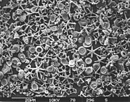 Nannoplankton microfossils from marine sediment