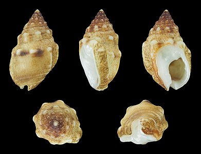 Nassarius (Niotha) tiarula