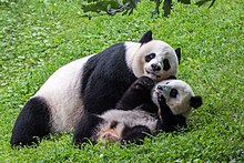 Giant panda - Simple English Wikipedia, the free encyclopedia