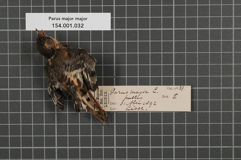 File:Naturalis Biodiversity Center - RMNH.AVES.101866 - Parus major major Linnaeus, 1758 - Paridae - bird skin specimen.jpeg