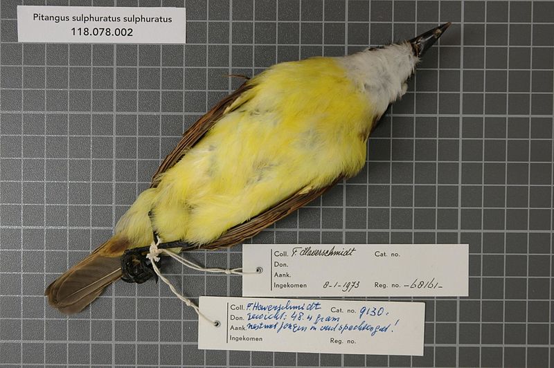 File:Naturalis Biodiversity Center - RMNH.AVES.68161 2 - Pitangus sulphuratus sulphuratus (Linnaeus, 1766) - Tyrannidae - bird skin specimen.jpeg