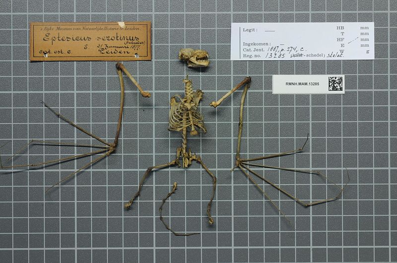 File:Naturalis Biodiversity Center - RMNH.MAM.13285 lat 2 - Eptesicus serotinus - skeleton (whole).jpeg