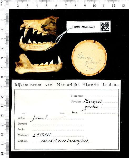 File:Naturalis Biodiversity Center - RMNH.MAM.45931 lat - Pteropus griseus - skull.jpeg
