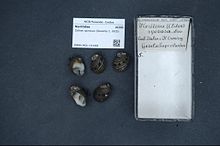 Naturalis Biodiversity Center - RMNH.MOL.151082 - Clithon spinosus (Sowerby I ، 1825) - Neritidae - Mollusc shell.jpeg