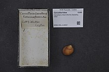 Naturalis bioxilma-xillik markazi - RMNH.MOL.218507 - Cancellaria littoriniformis Sowerby, 1832 - Cancellariidae - Mollusc shell.jpeg