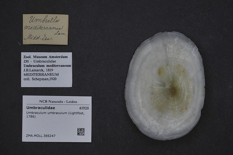 File:Naturalis Biodiversity Center - ZMA.MOLL.369247 - Umbraculum umbraculum (Lightfoot, 1786) - Umbraculidae - Mollusc shell.jpeg