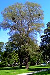 Gray poplar (Populus x canescens)
