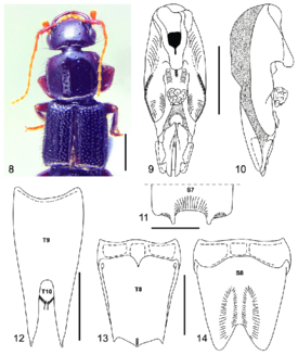 Neolindus hermani, самец, голотип