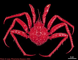 <i>Neolithodes flindersi</i> Species of king crab
